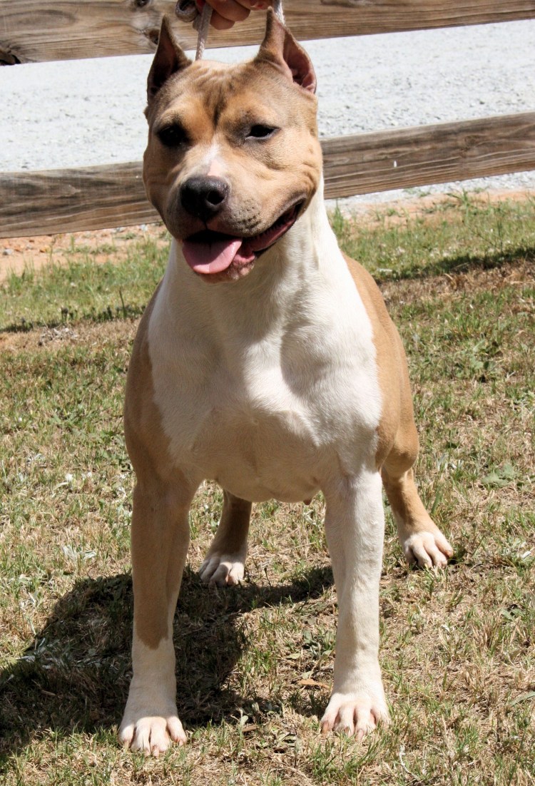 Американский стаффордширский терьер щенок голубой