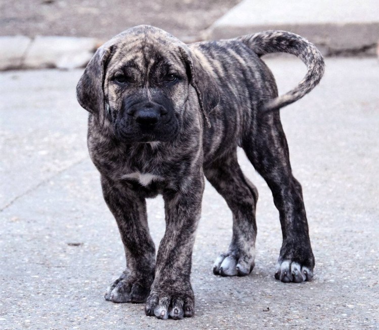 Американский бандог канекорса