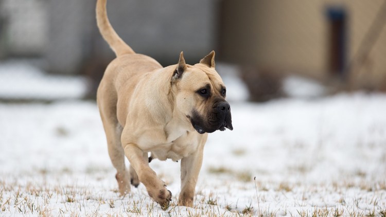 Канарский дог