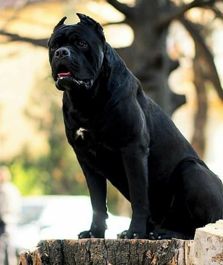 Перро де преса Канарио