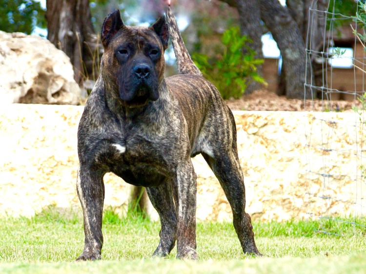 Порода преса Канарио