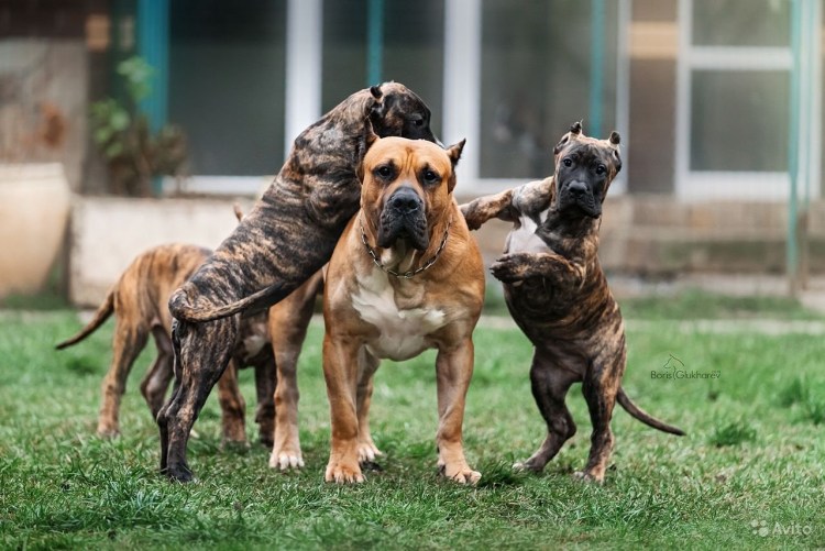 Кане Корсо оскал