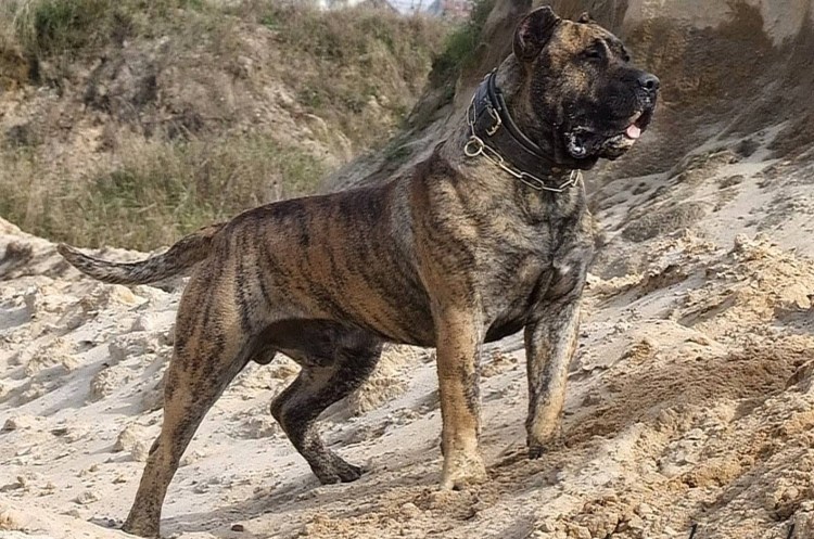 Канарский мастиф