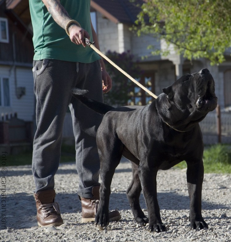 Корсо Канарио