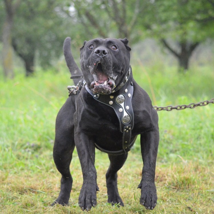 Канарский мастиф