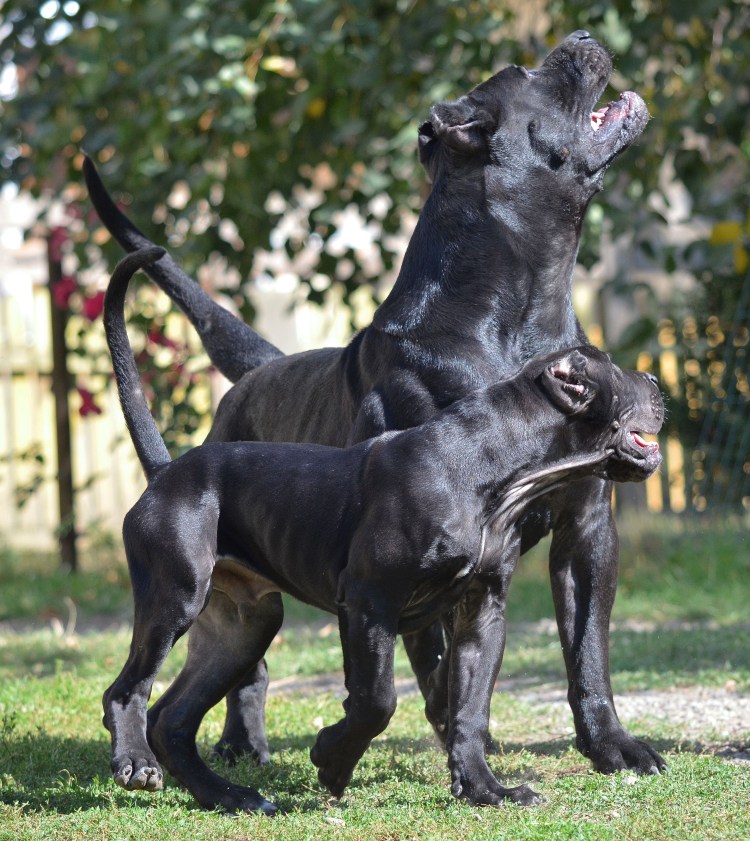 Корсо Канарио