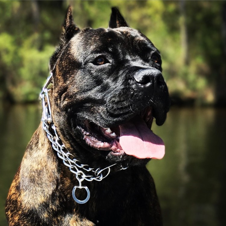 Канарский Кане-Корсо