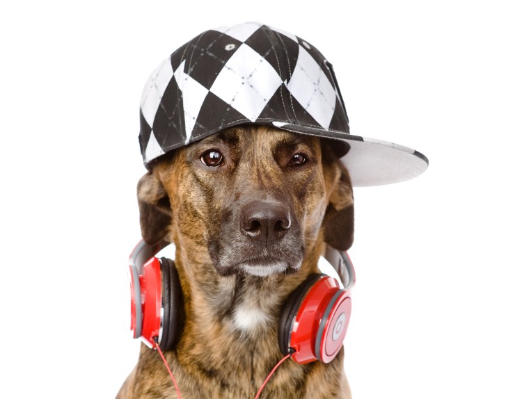 Собака в наушниках