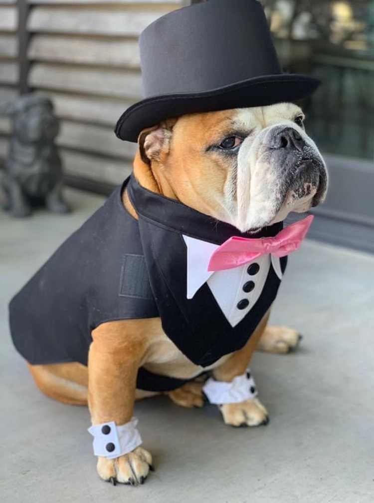 Смешные собаки в бейсболках