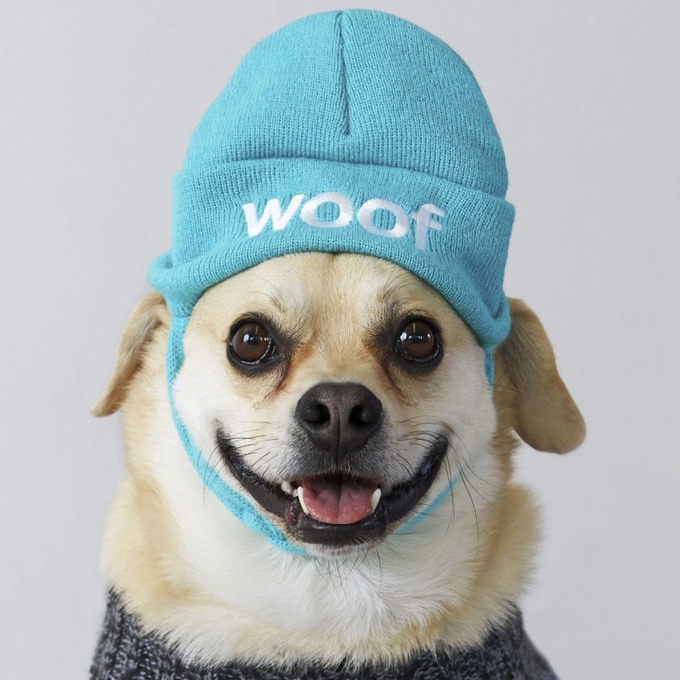 Животные в кепке