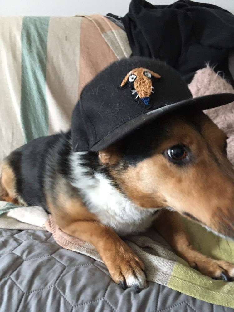 Английский бульдог в костюме