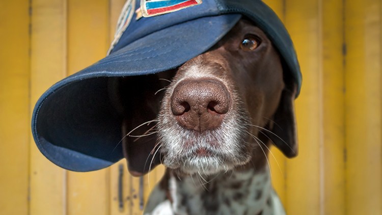 Животные в кепке