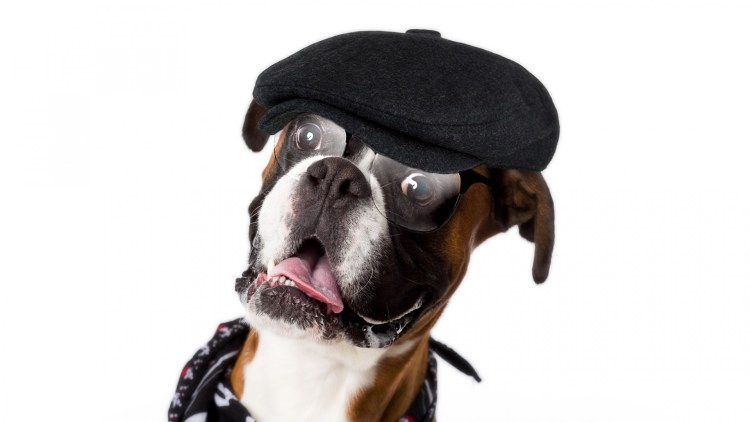 Собака в фуражке