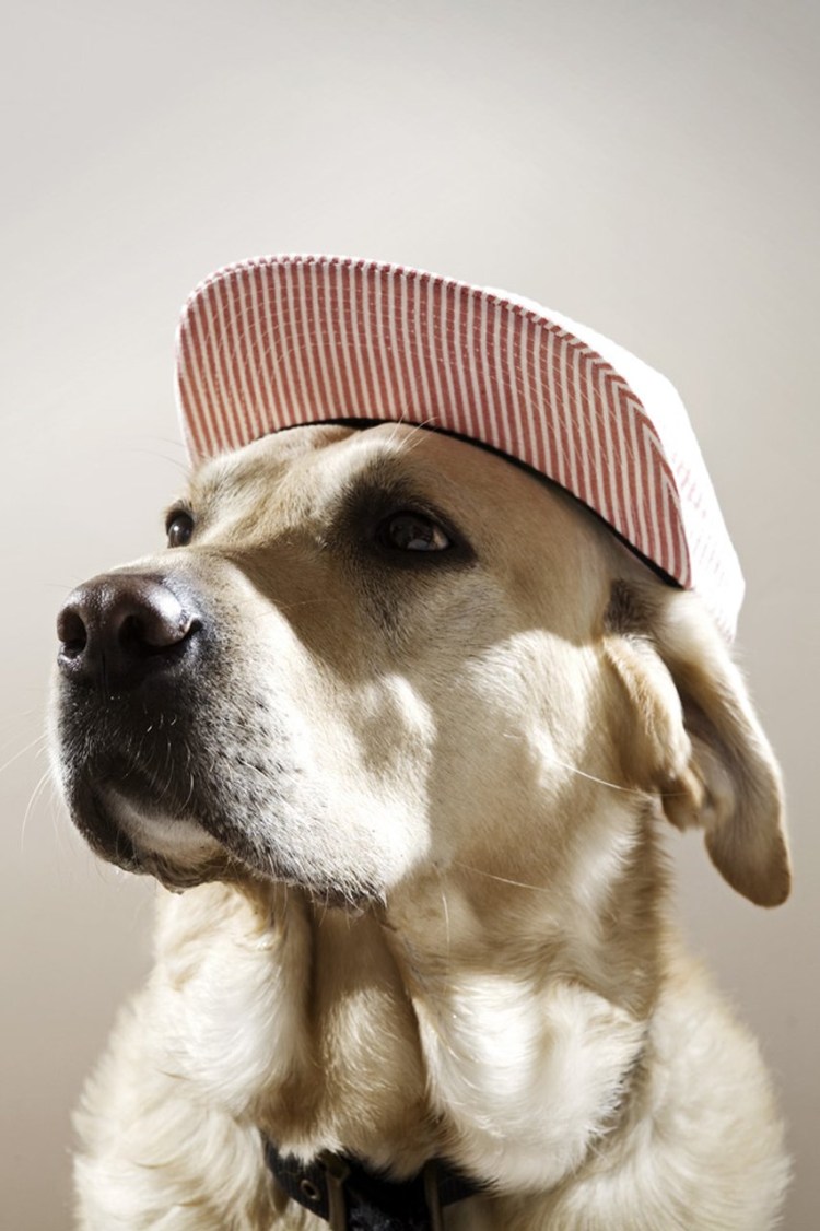 Сиба ину в костюме