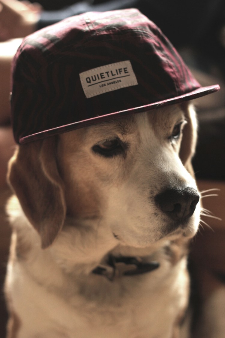 Собака в очках