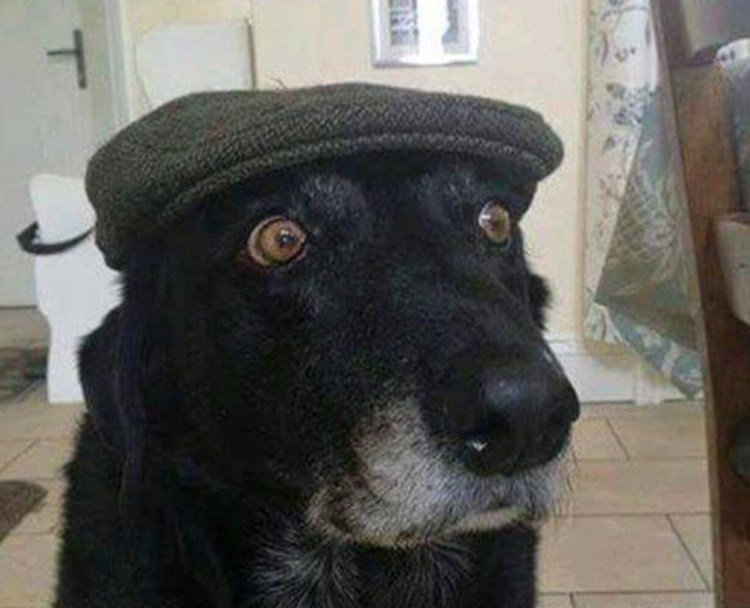 Собака в клетчатой кепке