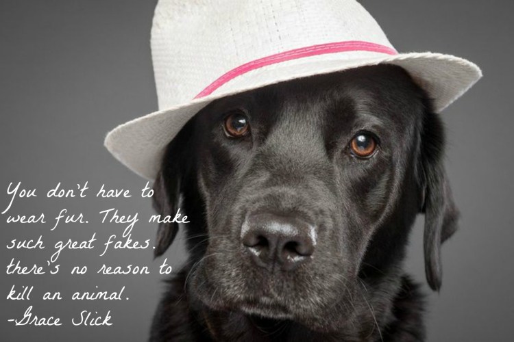 Бейсболка для собак