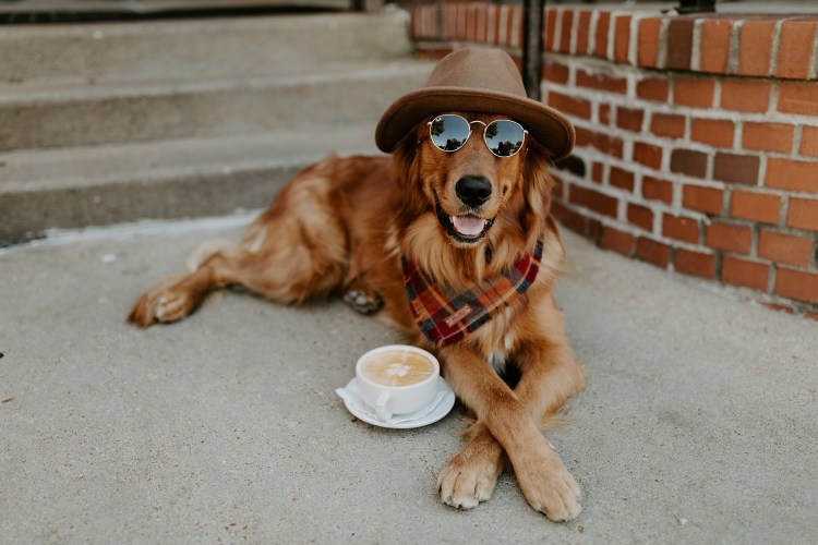 Кепка для собаки от солнца