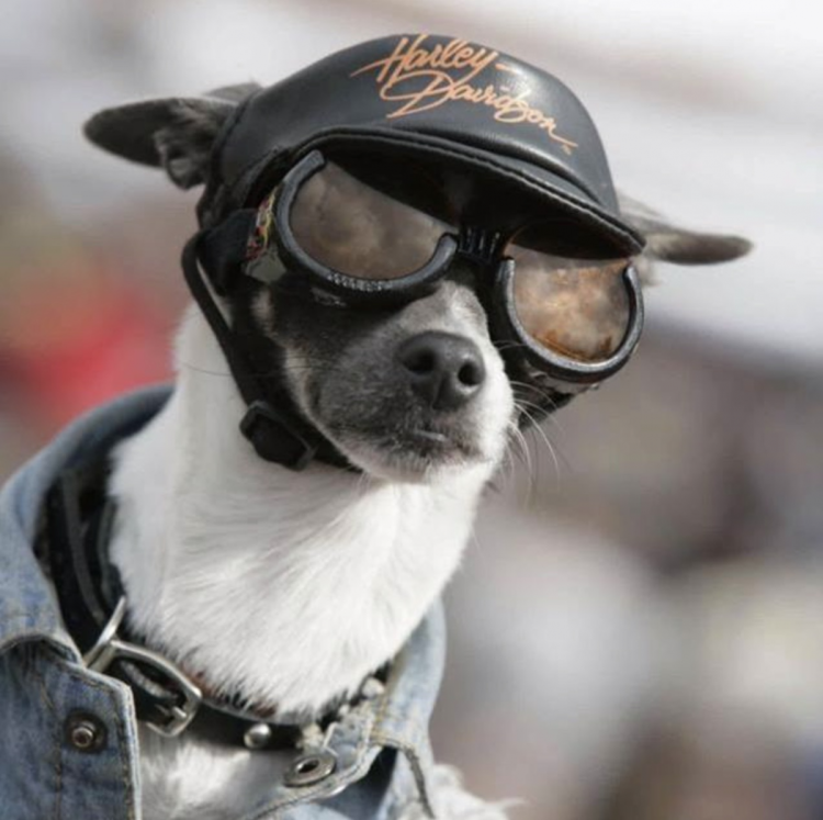 Щенок в кепочке