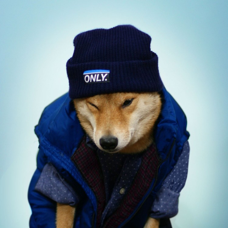 Приключения собаки