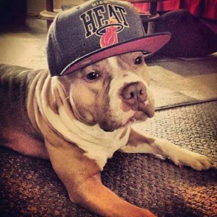 Собаки в кепке восьмиклинке