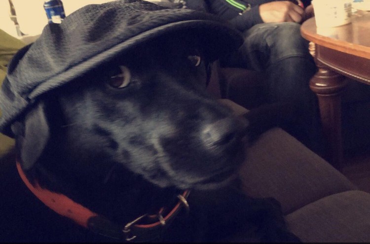 Классные собаки в кепках