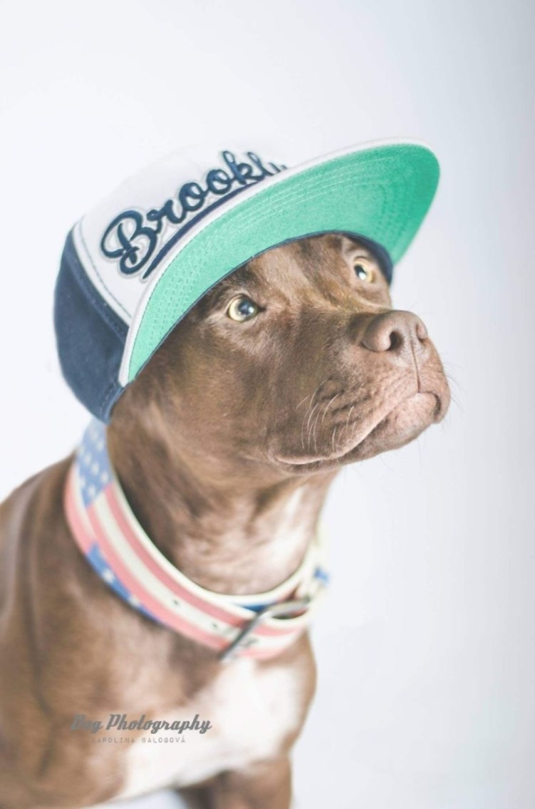 Стаффорд в кепке