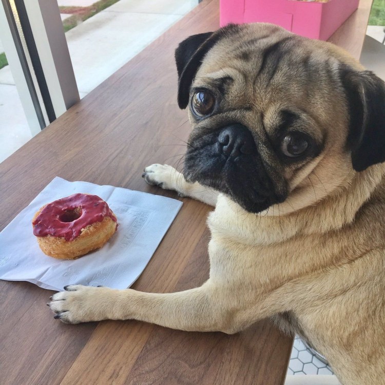 Терьерный Мопс