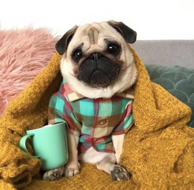 Бойцовский Мопс