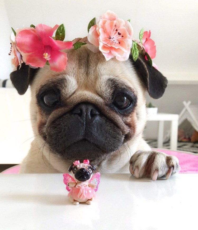 Порода Мопс