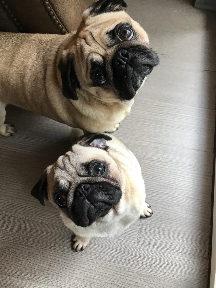 Перекормленный Мопс