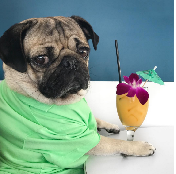 Карликовый Мопс