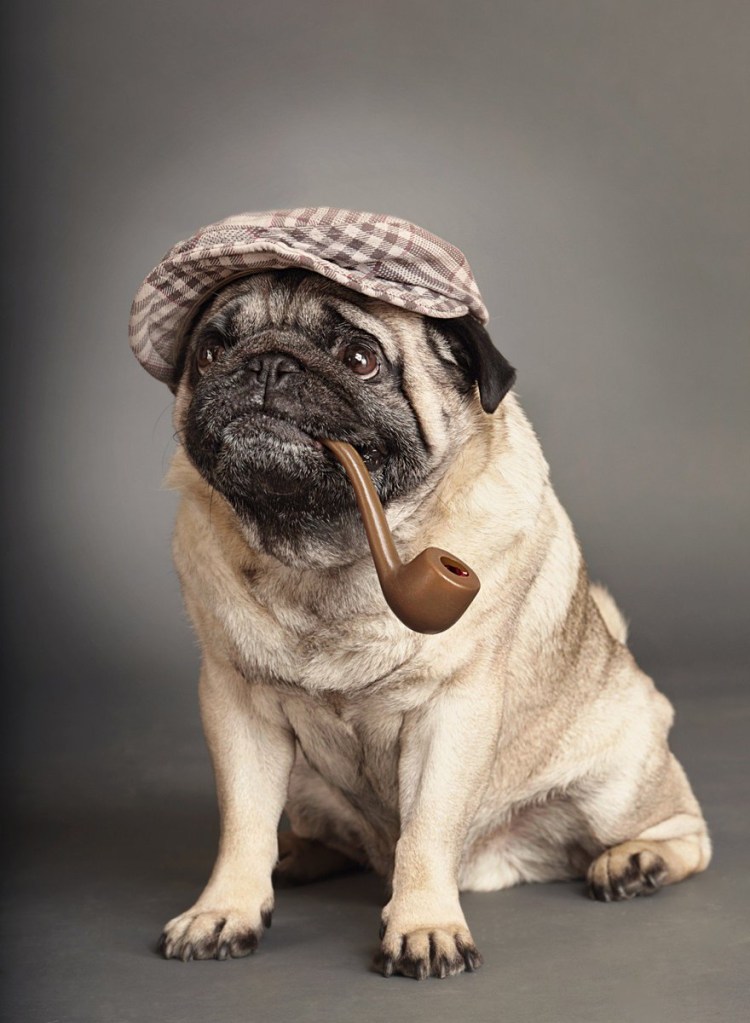Мопс в очках