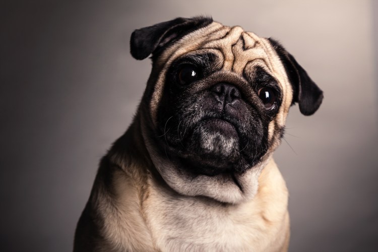 Прикольные мопсы