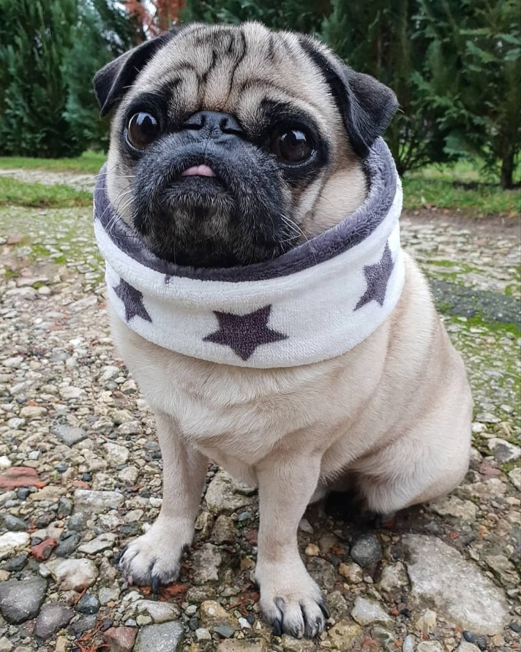 Баксик зум Мопс