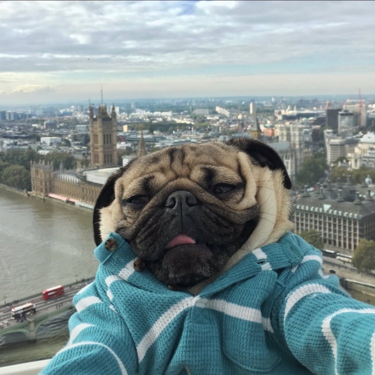 Мопс Франклин