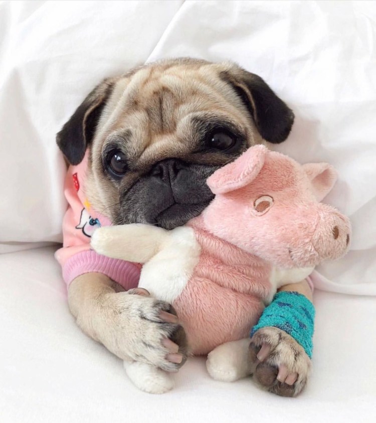 Мопс бандит