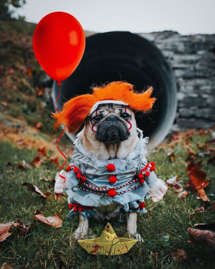 Мопс Джонни