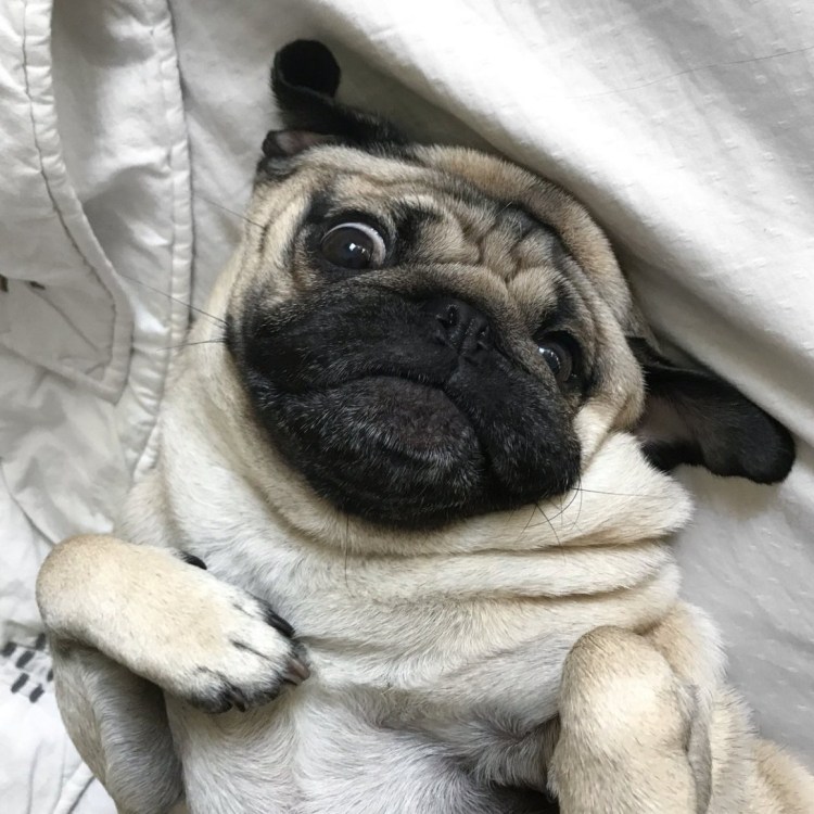 Карликовый Мопс короткошерстный