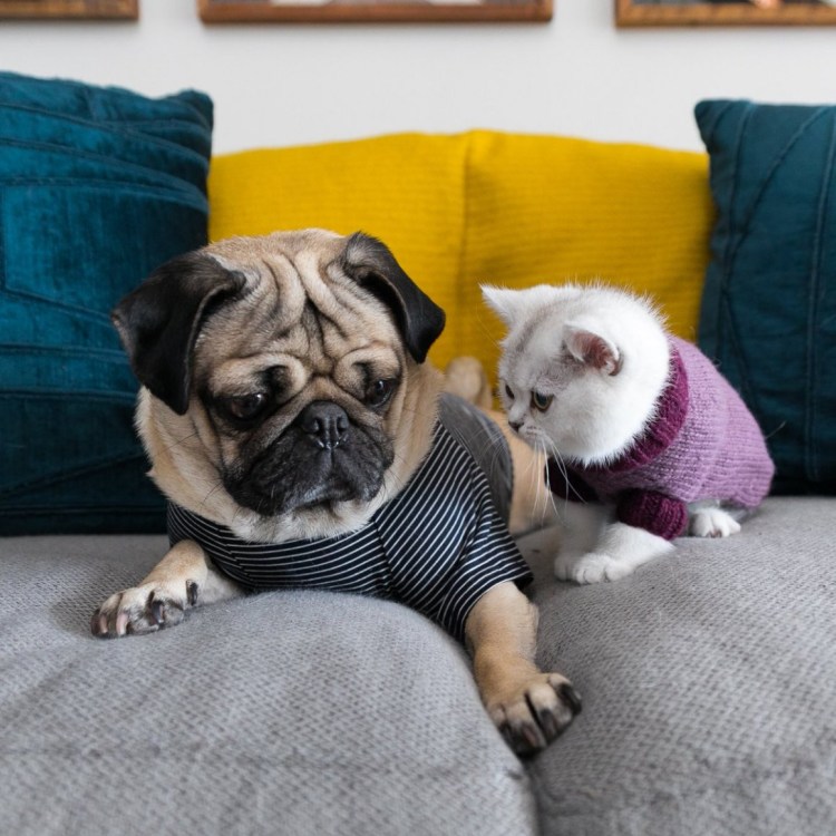 Мопсы Кроль