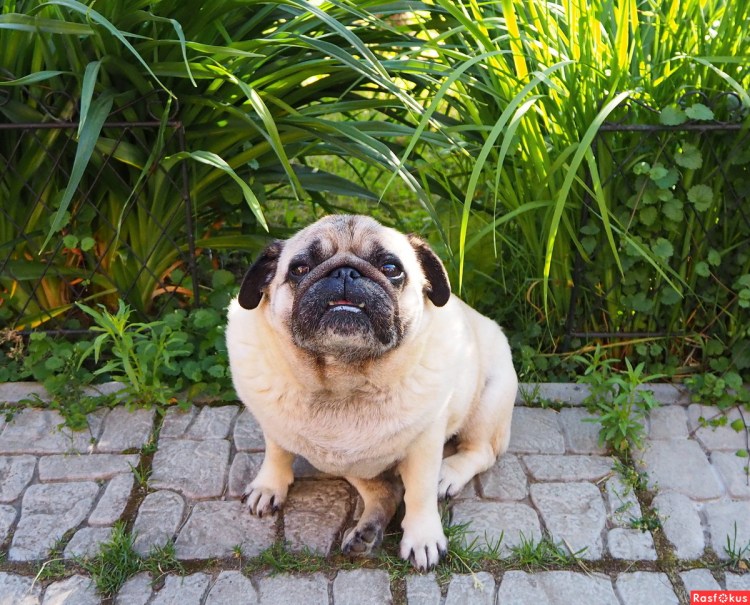 Мопс Трифонов