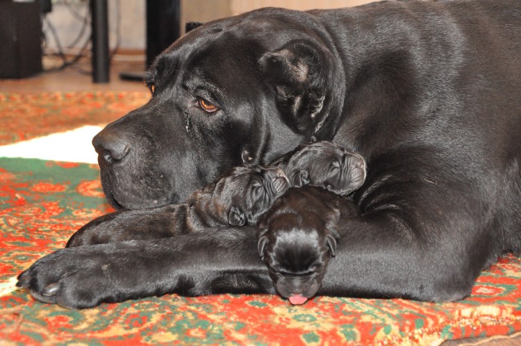 Порода собак каниколсен