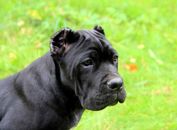 Кане Корсо собака