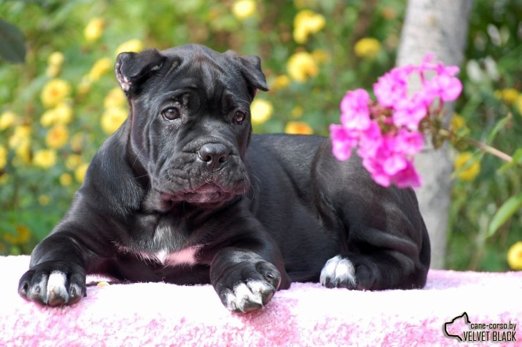 Кане Корсо собака