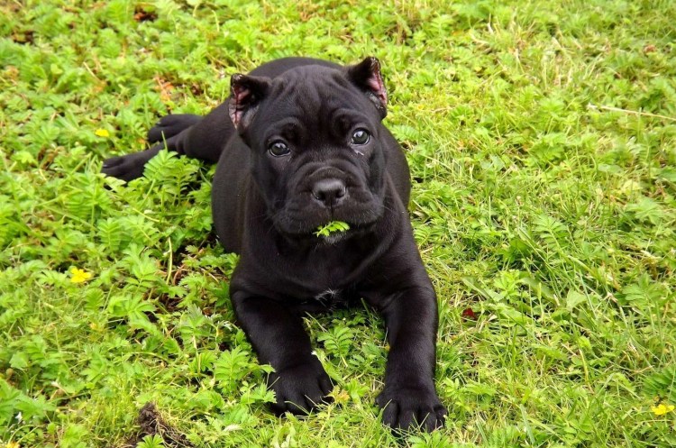 Порода собак Кане Корсо