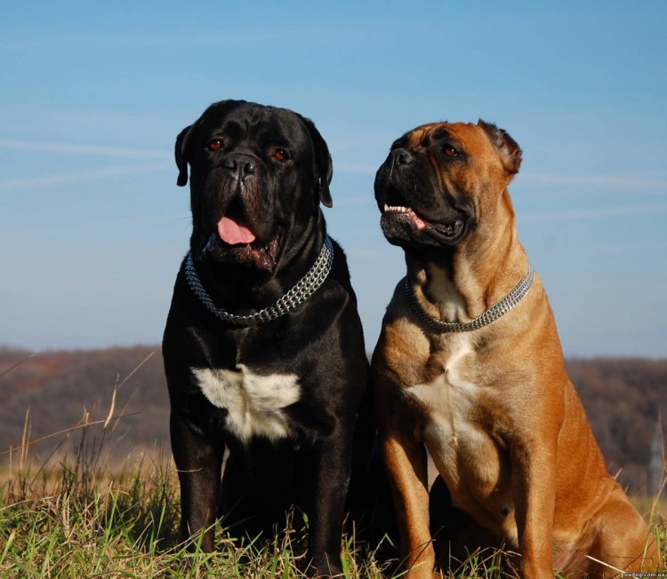 Кане Корсо палевый