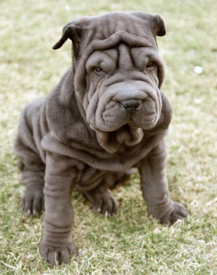 Шарпей селекция