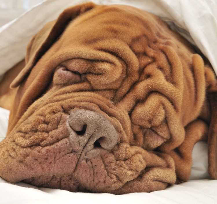 Бульдог со слюнями