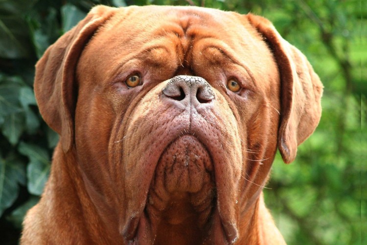 Бордосский дог щенок