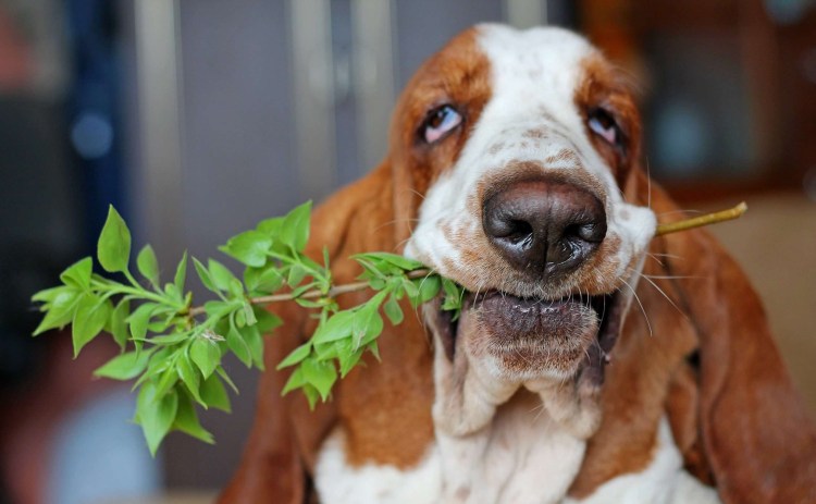 Жирный шарпей